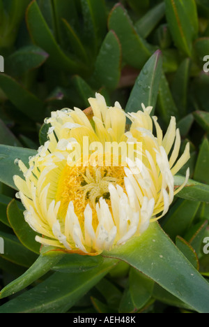 Eine gelbe Carpobrotus Modestus in blühenden Bühne. Salem, Eastern Cape, Südafrika Stockfoto