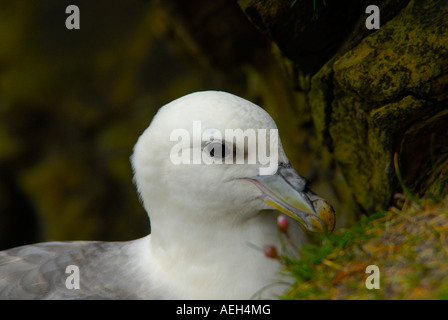 Nördlichen Fulmar, Fulmarus Cyclopoida, Sumburgh Head RSPB, Shetland-Inseln Stockfoto