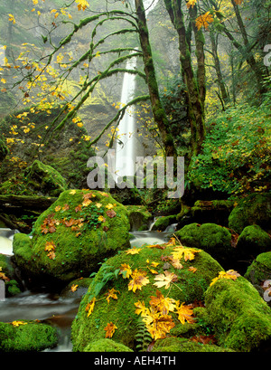 M00045L TIFF-Elowah fällt und Ahorn Blätter im Herbst Farbe Columbia River Gorge National Scenic Area Stockfoto