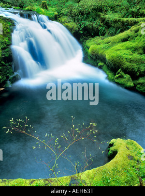 Frühling Wachstum und unbenannte fällt auf weißen Zweig des Lost Creek drei Schwestern Wilderness Oregon Stockfoto