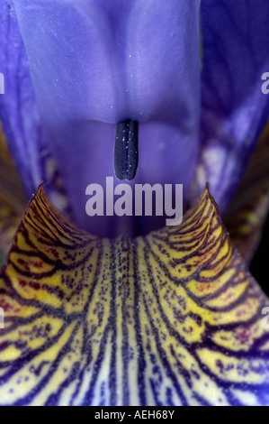 Iris Blume Stockfoto