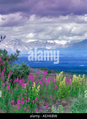 Weidenröschen und Goatsbeard aus Denali Highway Alaska Stockfoto