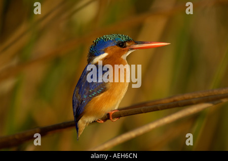 Malachit Kingfisher Alcedo Cristata Shire River Malawi thront auf reed