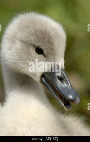 Höckerschwan Cygnus Olor Oxfordshire UK Cygnet Nahaufnahme von Kopf und Schnabel Stockfoto