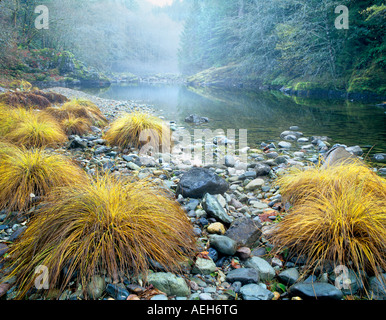 Fallen Sie farbige Gräser entlang Quartzville Creek Wild and Scenic River Oregon Stockfoto