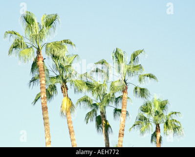 Palmen gegen blauen Himmel Stockfoto