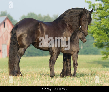 Friesen Pferd Stute mit Fohlen 1 Woche alt Stockfoto