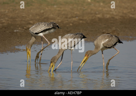 Gelb in Rechnung Storch Mycteria Ibis South Luangwa Nationalpark Sambia Jungtiere Fütterung im seichten Wasser Stockfoto