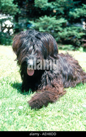 Porträt von einem schwarzen Briard-Hund. Foto: Willy Matheisl Stockfoto