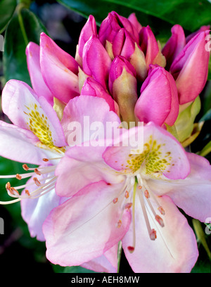 Rosa Rhododendron in der Nähe von Alpine Oregon Stockfoto