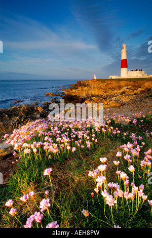 Portland Bill Leuchtturm im Morgengrauen die Klippe mit Massen von Meer rosa Sparsamkeit Armeria Maritima in Blüte entnommen Stockfoto