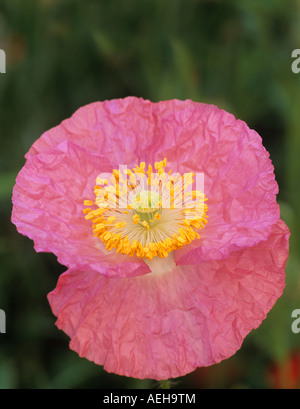 Rosa Mohn im Garten im Sommer Lake Inn Oregon Stockfoto