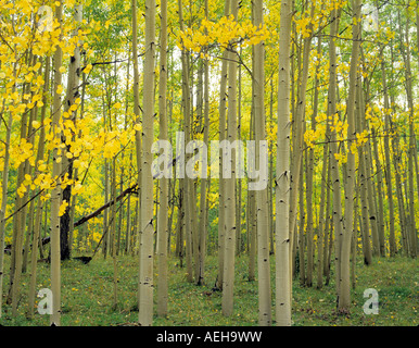 Eine Nahaufnahme von einer aspen Wald in Herbstfarben San Juan Mountains Colorado Stockfoto