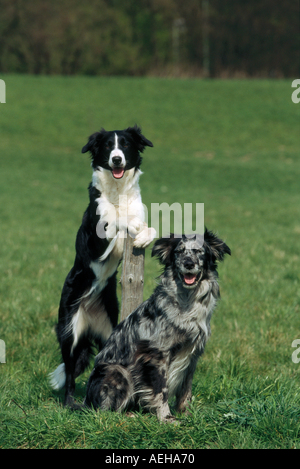 zwei Border-Collie Hunde auf Wiese Stockfoto