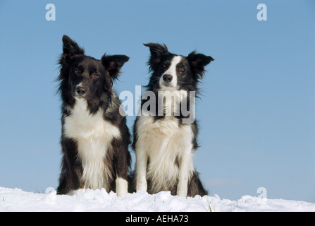 zwei Border-Collie Hunde - sitzen im Schnee Stockfoto