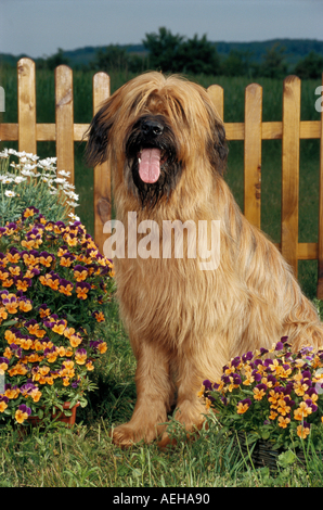 Briard Hund zwischen Blumen Stockfoto