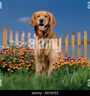 Golden Retriever Hund zwischen Blumen Stockfoto