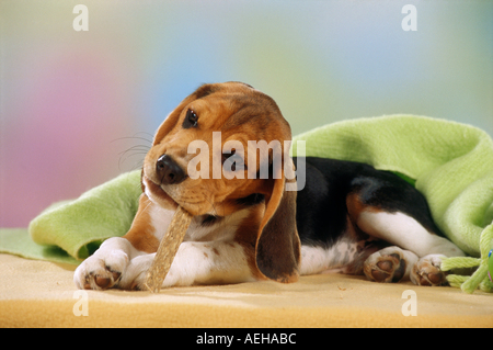 Beagle Hund - Welpe mit Genuss Stockfoto
