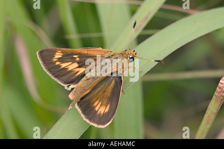 Byssus Skipper Stockfoto