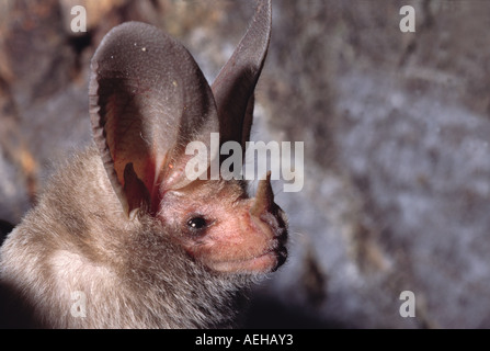 California Blatt-gerochene Bat Macrotus Californicus Alamos Sonora MEXICO Januar erwachsenen männlichen Phyllostomidae Stockfoto