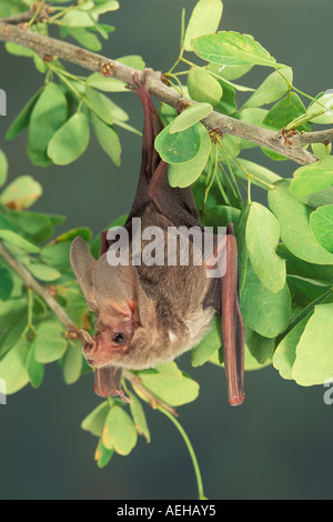 Kalifornien Blatt Nase Bat Macrotus Californicus Alamos Sonora MEXICO Januar erwachsenen männlichen Phyllostomidae Stockfoto