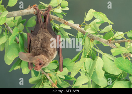 California Blatt-gerochene Bat Macrotus Californicus Alamos Sonora MEXICO Januar erwachsenen männlichen Phyllostomidae Stockfoto