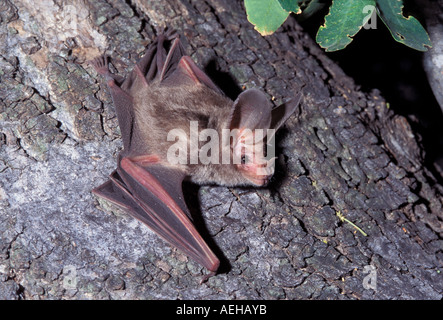 California Blatt-gerochene Bat Macrotus Californicus Alamos Sonora MEXICO Januar erwachsenen männlichen Phyllostomidae Stockfoto