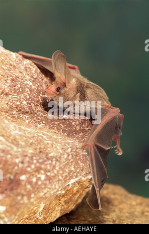 California Blatt-gerochene Bat Macrotus Californicus Alamos Sonora MEXICO Januar erwachsenen männlichen Phyllostomidae Stockfoto