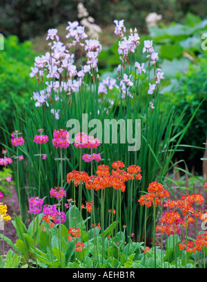 Primel Garten University of British Columbia Garten Vancouver BC Stockfoto