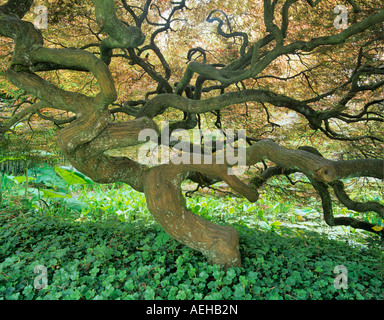 Cutleaf japanischer Ahorn Acer Palmatum Dissectum Atropurpureum Park und Tilford Garten Vancouver BC Stockfoto