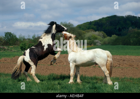 zwei Tinker Pony Pferde - kämpfen Stockfoto
