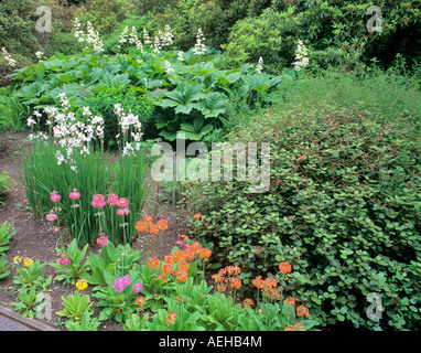 Schlüsselblumen und Iris University of Britsh Columbia Botanical Garden Vancouver BC Stockfoto