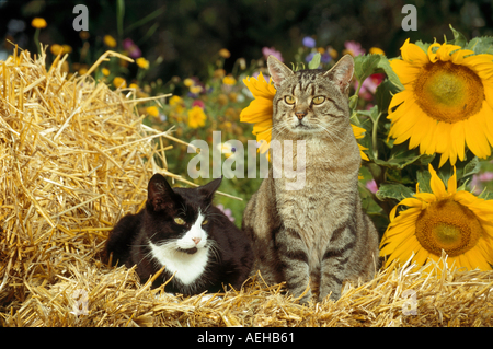 zwei Hauskatzen auf Stroh neben Sonnenblumen Stockfoto