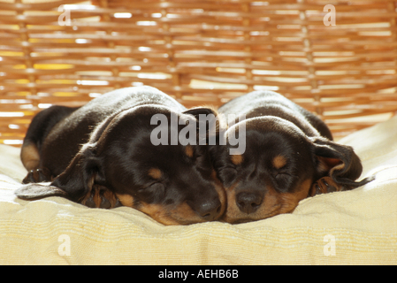 zwei Kurzhaar-Dackel Hunde - Welpen schlafen Stockfoto