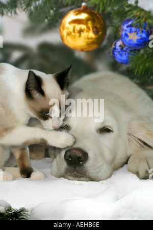 Tier-Freundschaft: Golden Retriever Hund - Welpe mit siamesische Katze - Weihnachten Stockfoto