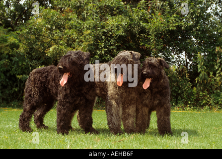 drei Bouvier Des Flandres Hunde stehen auf der Wiese Stockfoto