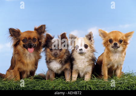 vier Chihuahuas Hunde sitzen in Rasen Stockfoto