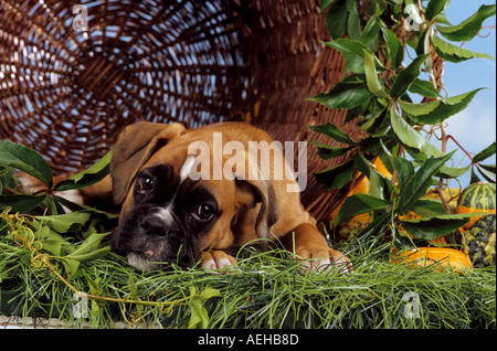 Boxer Hund - Welpe liegend vor Korb Stockfoto