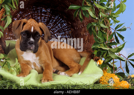 Boxer Hund - Welpe liegend vor Korb Stockfoto