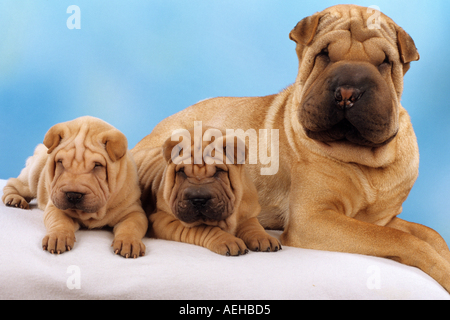 Shar-Pei Hund mit zwei Welpen Stockfoto
