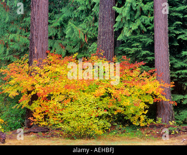 Herbstfarben in Ahorn Weinstock und Zeder Bäume vor Aufderheide National Scenic Byway Oregon Stockfoto