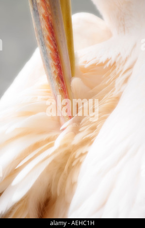 Pelikan Federn Reinigung Stockfoto