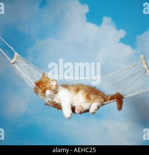 Katze Kitten - schlafen in der Hängematte Stockfoto