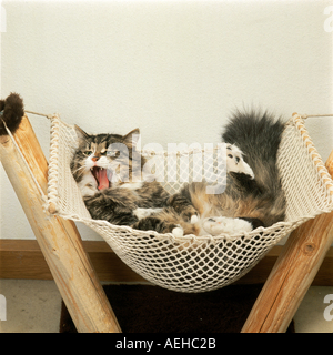 Katze - liegen in Hängematte Stockfoto