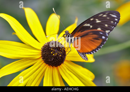 Goldene Helicon Heliconius Aigeus auf Black Eyed Susan Blume Portland Oregon Zoo Stockfoto