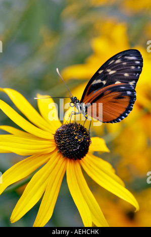 Goldene Helicon Heliconius Aigeus auf Black Eyed Susan Blume Portland Oregon Zoo Stockfoto