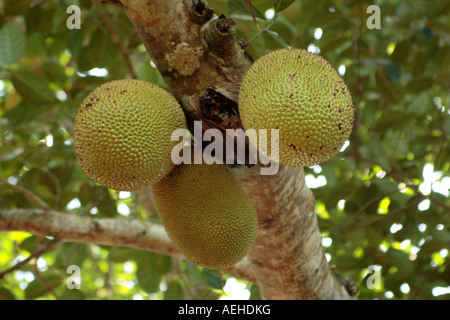 Tansania Sansibar Spice Tour drei Jackfrucht wächst am Baum Stockfoto