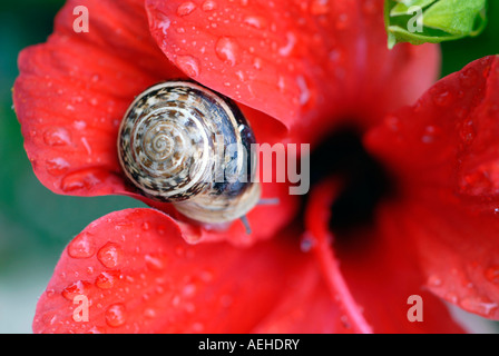 Eine Schnecke, die auf einer roten Blume nach dem Regen Stockfoto