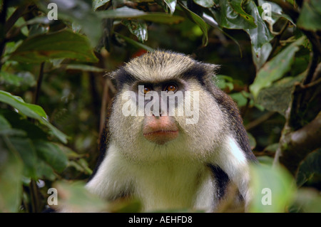 Grenada Karibik Mona Affe Grand Etang Nationalpark Regenwald Stockfoto