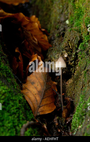 Einzelne kleine Pilze unbekannten Typs auf einem moosigen Baumstamm unter herbstlichen Laub wachsen Stockfoto
